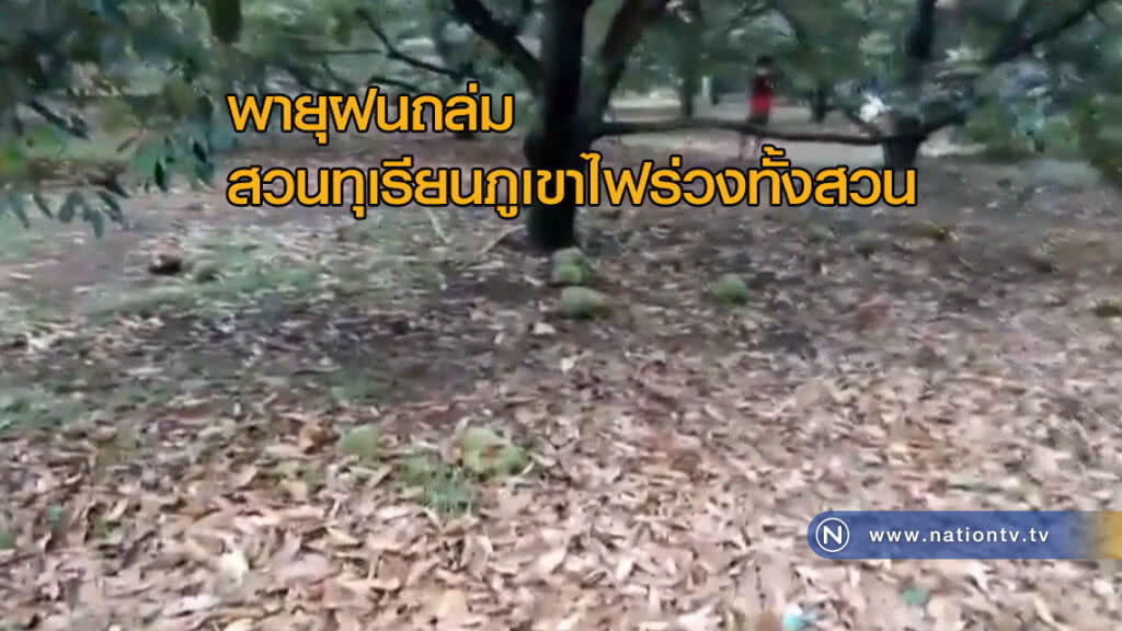 พายุฝนถล่ม! สวนทุเรียนภูเขาไฟร่วงทั้งสวน