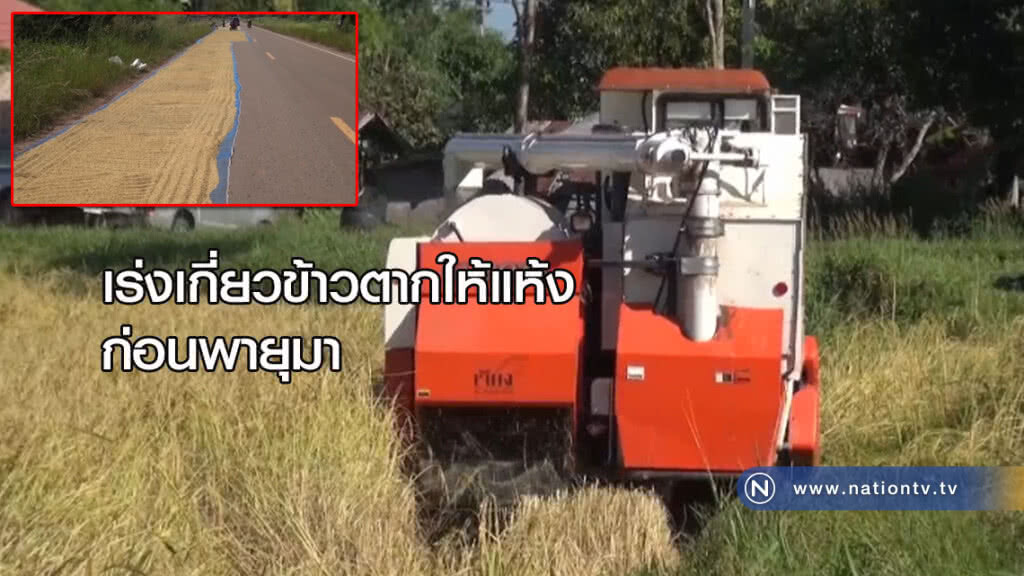 เร่งเกี่ยวข้าวตากให้แห้งก่อนพายุมา เร่งเกี่ยวข้าวตากให้แห้งก่อนพายุมา