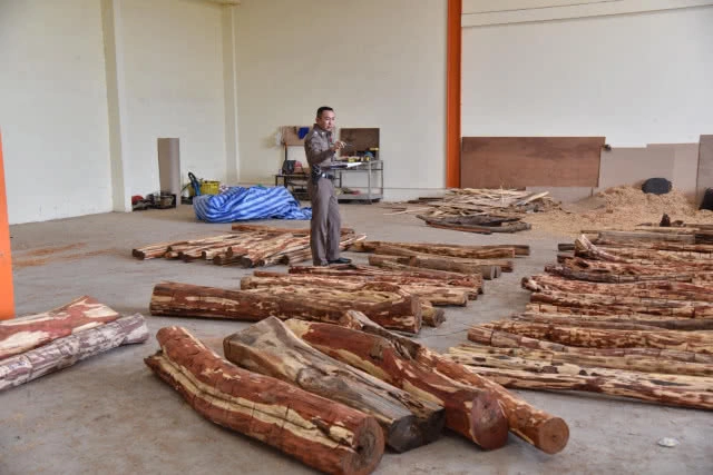 บุกค้นโกดังลักลอบเเเปรรูปไม้พะยูง ยึดของกลางกว่า 370 ท่อน ปืน-กระสุนเพียบ!