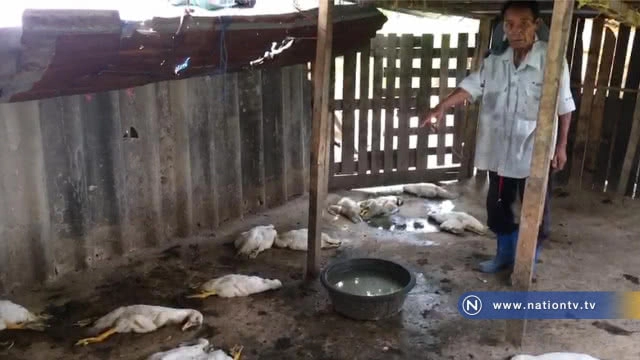 ชาวบ้านผวา !! หวั่นไข้หวัดนกระบาดหลังเป็ดปักกิ่งตายยกคอก