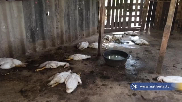 ชาวบ้านผวา !! หวั่นไข้หวัดนกระบาดหลังเป็ดปักกิ่งตายยกคอก