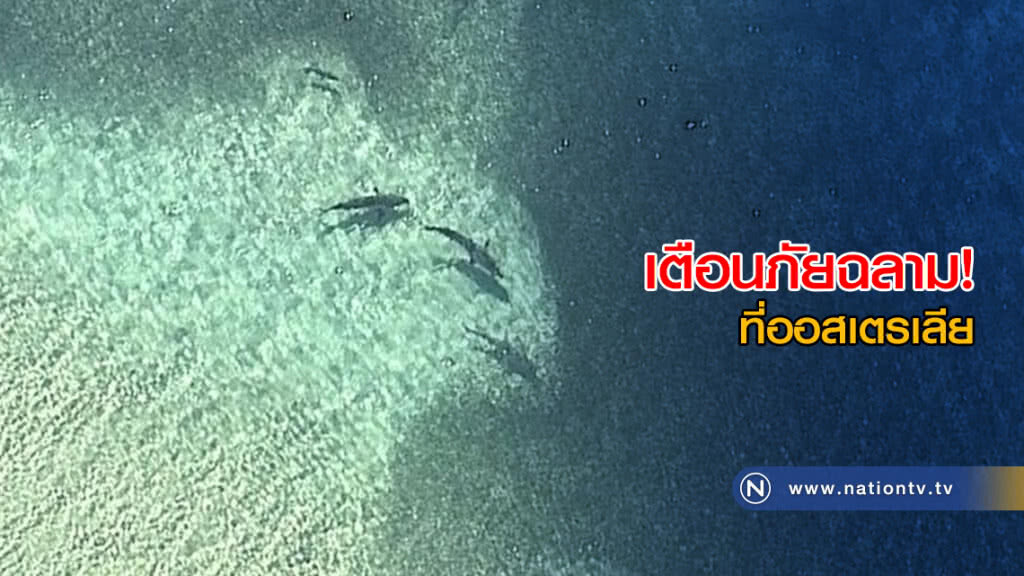 เตือนภัยฉลามที่ออสเตรเลีย เตือนภัยฉลามที่ออสเตรเลีย