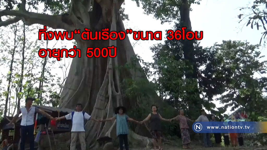 ทึ่งพบ"ต้นเรือง"ขนาด 36โอบ อายุกว่า 500ปี ทึ่งพบ"ต้นเรือง"ขนาด 36โอบ อายุกว่า 500ปี