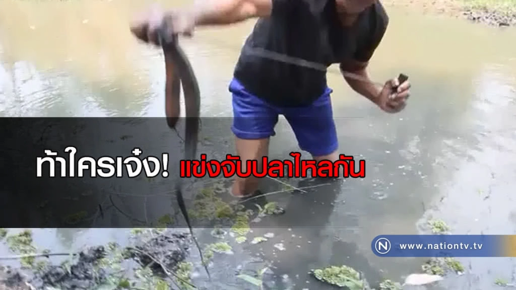 เซียนจับปลาไหลโชว์ฝีมือท้าใครเจ๋ง! แข่งจับปลาไหลกัน