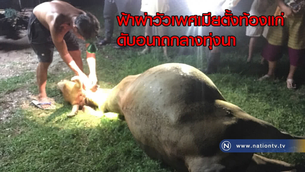 ฟ้าผ่า! วัวเพศเมียตั้งท้องแก่ดับอนาถกลางทุ่งนา