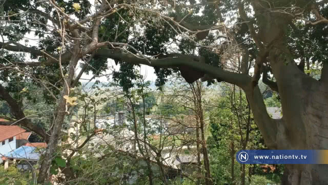 ทึ่งพบ"ต้นเรือง"ขนาด 36โอบ อายุกว่า 500ปี