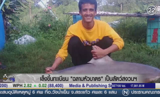 (คลิปข่าว) เล็งขึ้นทะเบียน "ฉลามหัวบาตร" เป็นสัตว์สงวนฯ