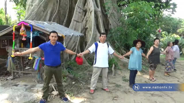 ทึ่งพบ"ต้นเรือง"ขนาด 36โอบ อายุกว่า 500ปี