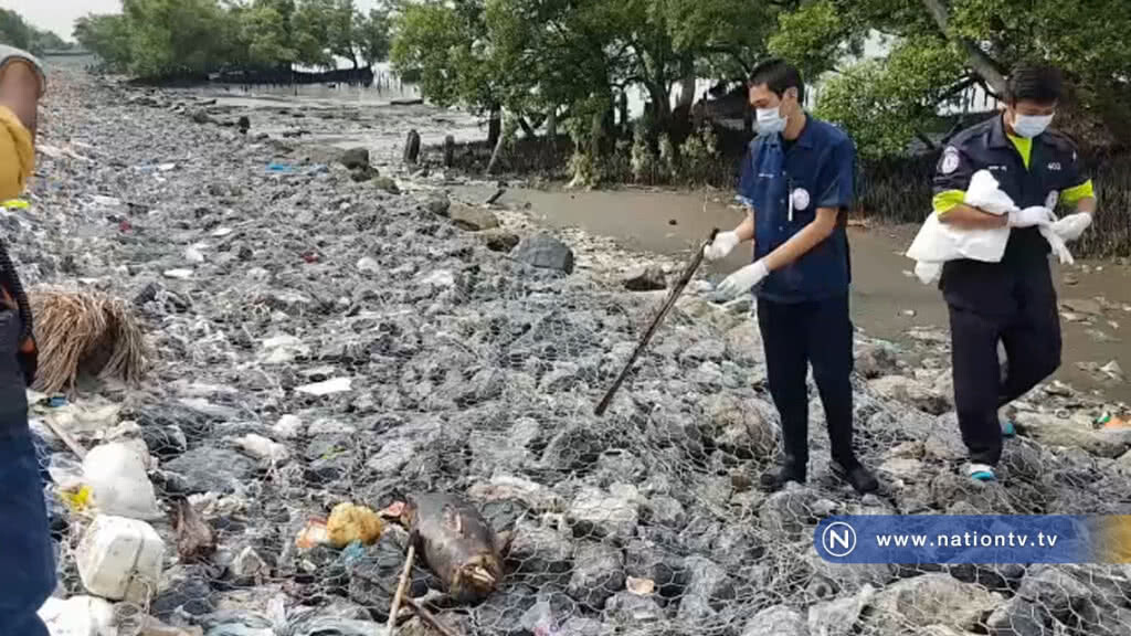 ซากลูกโลมาคาดหลงน้ำเข้าถูกใบพัดเรือสินค้าฟันเสียชีวิตลอยติดริมเขื่อน