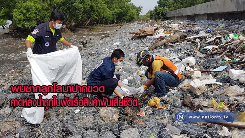 พบซากลูกโลมาปากขวด หลงน้ำถูกใบพัดเรือสินค้าฟันเสียชีวิต