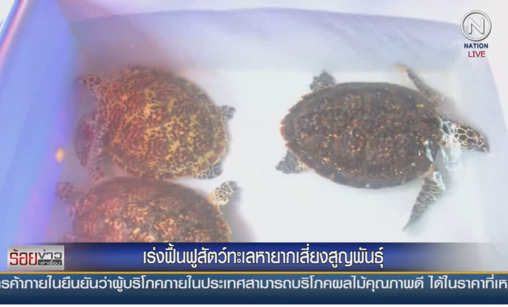 (คลิปข่าว) เร่งฟื้นฟูสัตว์ทะเลหายาก เสี่ยงสูญพันธุ์