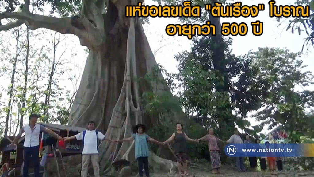 แห่ขอเลขเด็ด ต้นเรือง โบราณ อายุกว่า 500 ปี แห่ขอเลขเด็ด ต้นเรือง โบราณ อายุกว่า 500 ปี