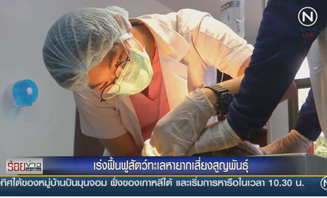(คลิปข่าว) เร่งฟื้นฟูสัตว์ทะเลหายาก เสี่ยงสูญพันธุ์