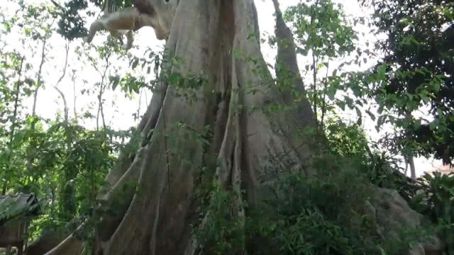 แห่ขอเลขเด็ด ต้นเรือง โบราณ อายุกว่า 500 ปี