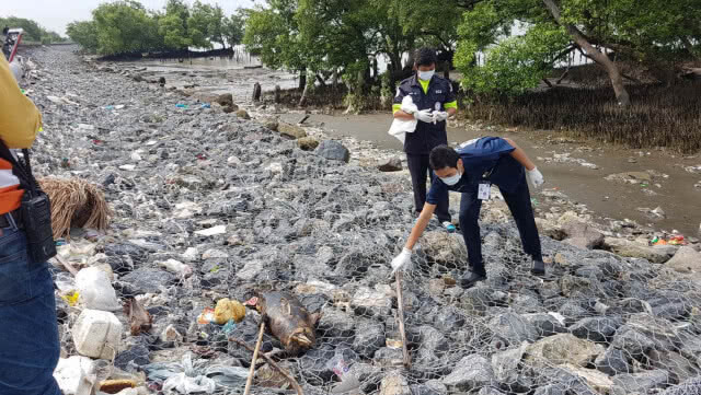 พบซากลูกโลมาปากขวด หลงน้ำถูกใบพัดเรือสินค้าฟันเสียชีวิต