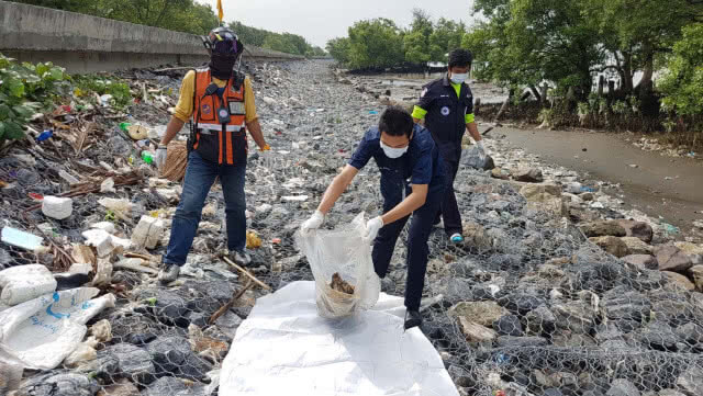 พบซากลูกโลมาปากขวด หลงน้ำถูกใบพัดเรือสินค้าฟันเสียชีวิต