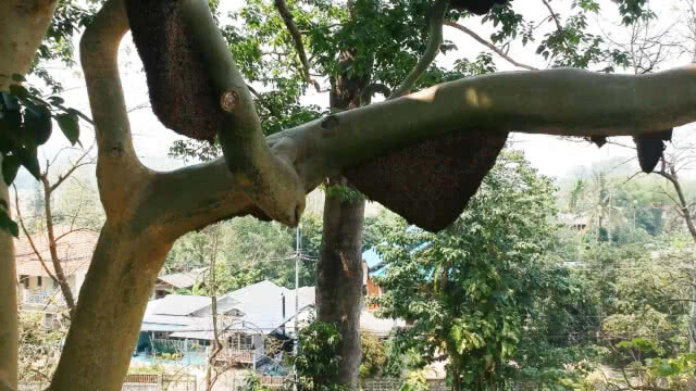 แห่ขอเลขเด็ด ต้นเรือง โบราณ อายุกว่า 500 ปี