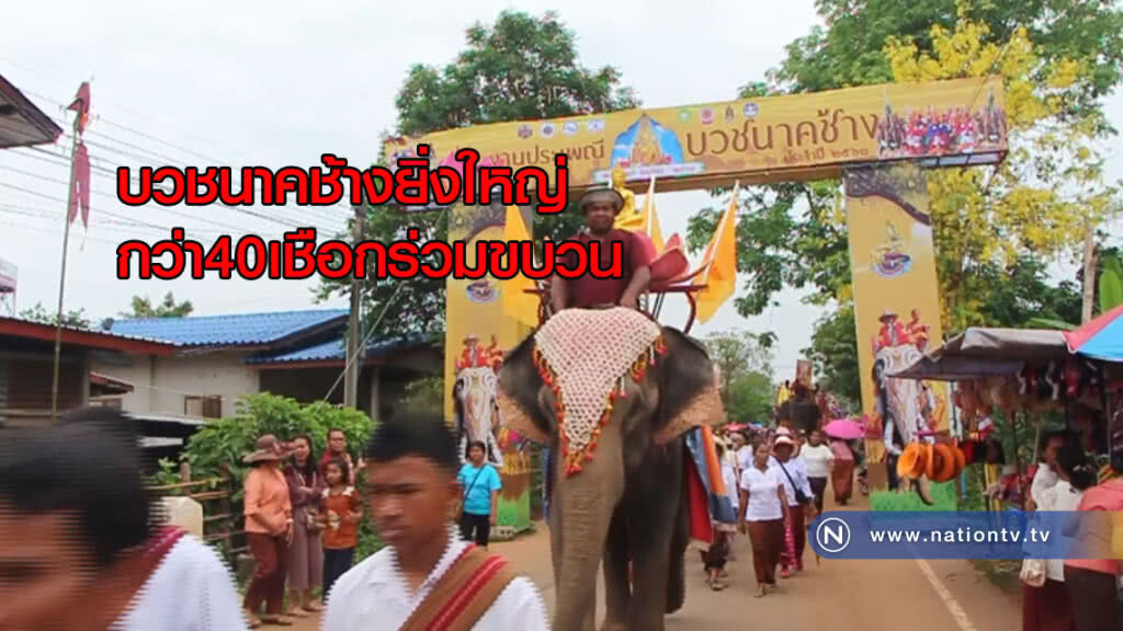 บวชนาคช้าง ยิ่งใหญ่กว่า40เชือกร่วมขบวน บวชนาคช้าง ยิ่งใหญ่กว่า40เชือกร่วมขบวน