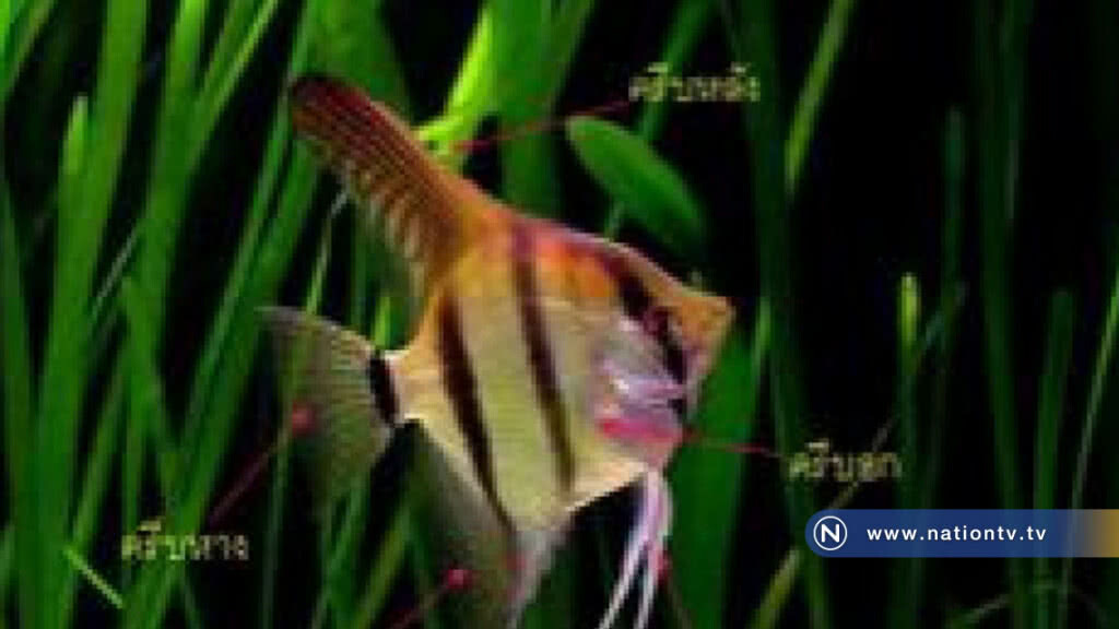 "เทวดา" หรือ Angel Fish ปลาสวยงามจากลุ่มน้ำอะเมซอน