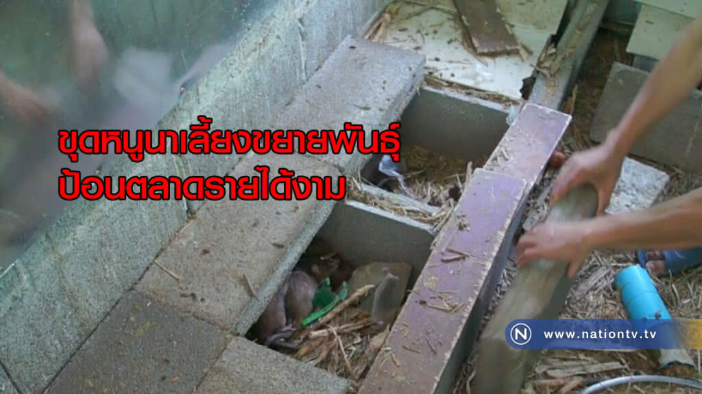 ขุดหนูนาเลี้ยงขยายพันธุ์ป้อนตลาดรายได้งาม ขุดหนูนาเลี้ยงขยายพันธุ์ป้อนตลาดรายได้งาม