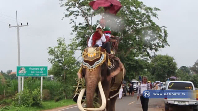 บวชนาคช้าง ยิ่งใหญ่กว่า40เชือกร่วมขบวน