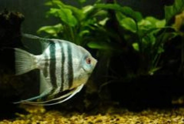 "เทวดา" หรือ Angel Fish ปลาสวยงามจากลุ่มน้ำอะเมซอน