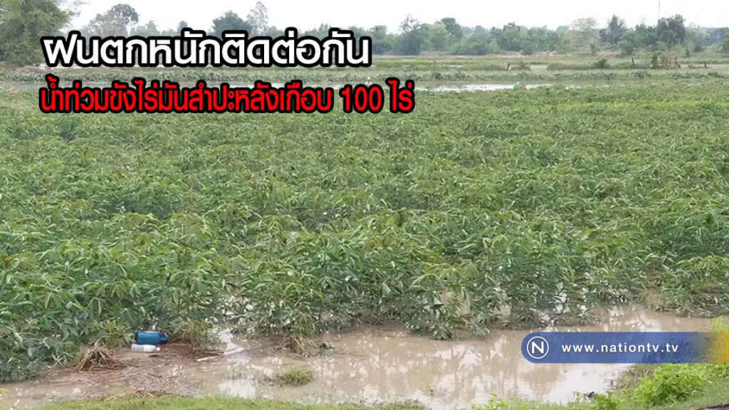 ฝนตกหนักติดต่อกันส่งผลให้น้ำท่วมขังไร่มันสำปะหลังเกือบ 100 ไร่