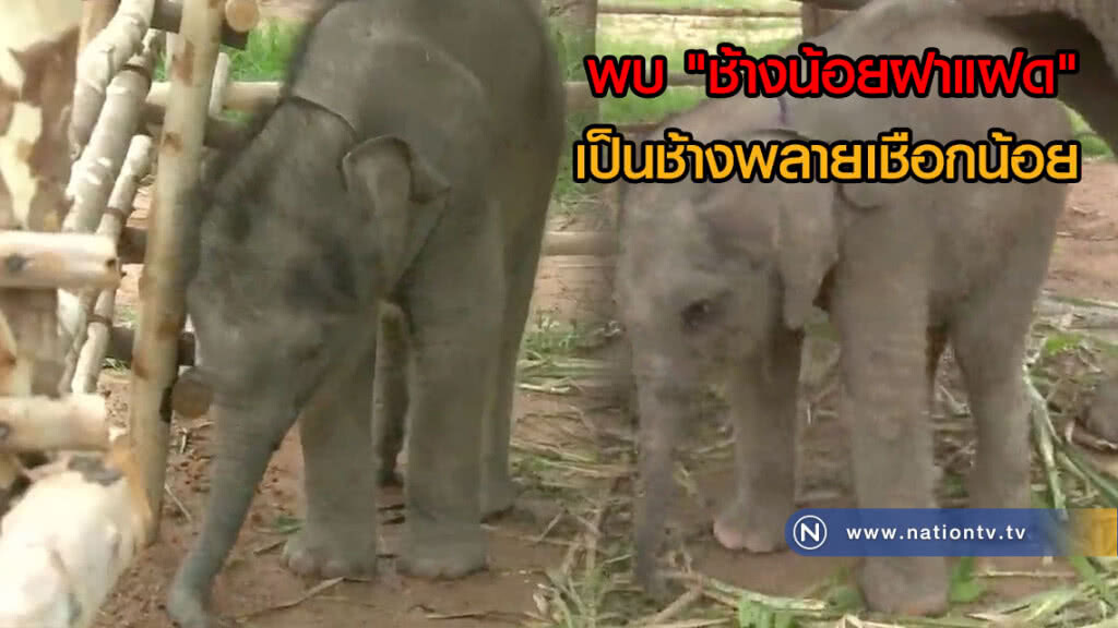 พบ "ช้างน้อยฝาแฝด" เป็นช้างพลายเชือกน้อย(คลิป) พบ "ช้างน้อยฝาแฝด" เป็นช้างพลายเชือกน้อย(คลิป)