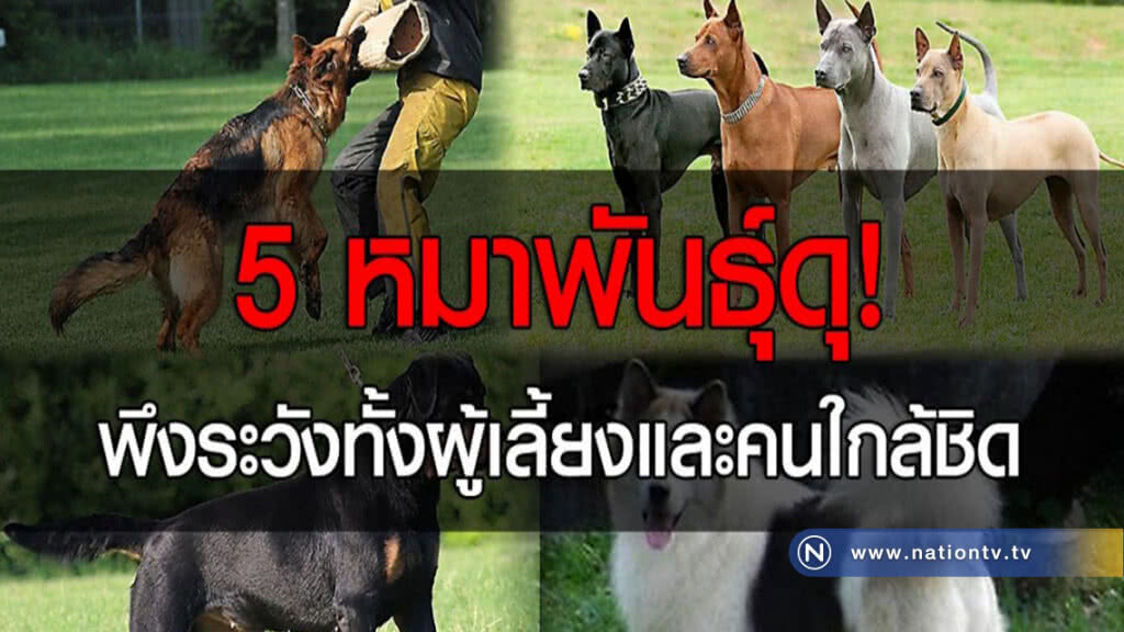 พึงระวังทั้งผู้เลี้ยงและคนใกล้ชิด
กับ 5 หมาพันธุ์ดุ!