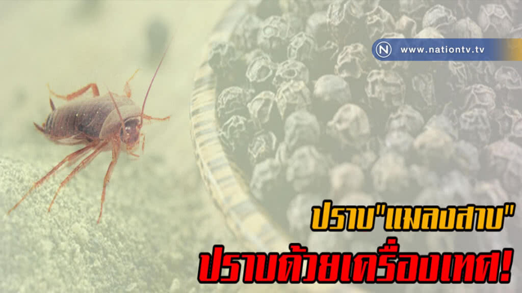 3 สมุนไพรในครัว ใช้ปราบ "แมลงสาบ" 3 สมุนไพรในครัว ใช้ปราบ "แมลงสาบ"