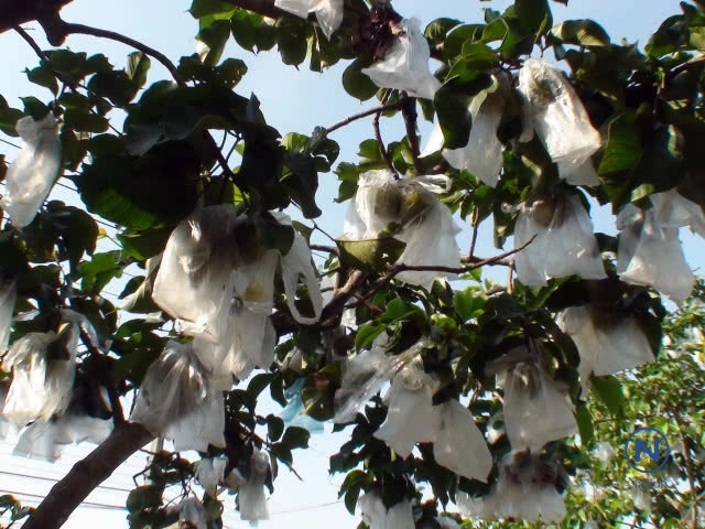 ใครชอบกิน"กระท้อน"ต้องรู้