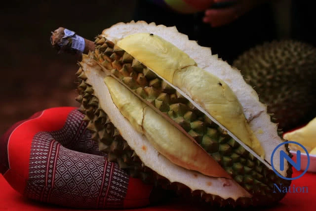 เตือนผู้ป่วย 4 โรคนี้ กิน "ทุเรียน" ได้
แต่ไม่เกิน 1 เม็ดเล็กต่อวัน