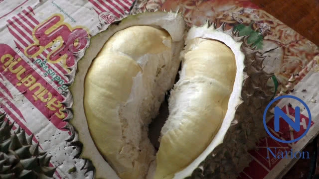 เตือนผู้ป่วย 4 โรคนี้ กิน "ทุเรียน" ได้
แต่ไม่เกิน 1 เม็ดเล็กต่อวัน