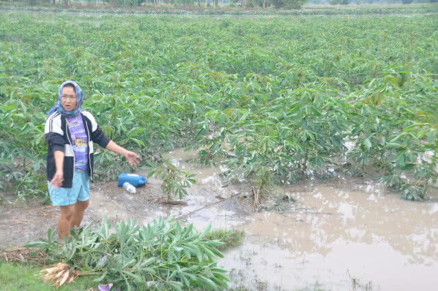 ฝนตกหนักติดต่อกันส่งผลให้น้ำท่วมขังไร่มันสำปะหลังเกือบ 100 ไร่