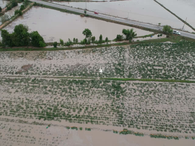 ฝนตกหนักติดต่อกันส่งผลให้น้ำท่วมขังไร่มันสำปะหลังเกือบ 100 ไร่