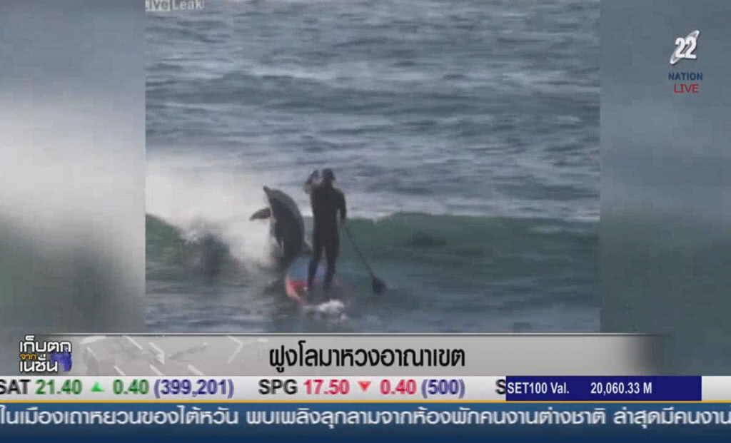 (คลิปข่าว) ฝูงโลมาหวงอาณาเขต (คลิปข่าว) ฝูงโลมาหวงอาณาเขต