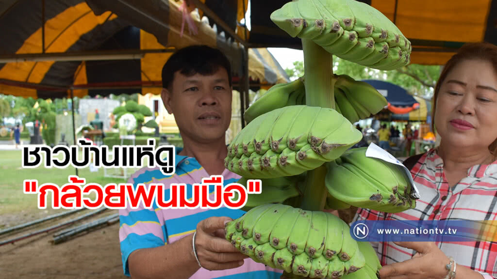 ชาวบ้านแห่ดู "กล้วยพนมมือ" พันธุ์หายาก ชาวบ้านแห่ดู "กล้วยพนมมือ" พันธุ์หายาก