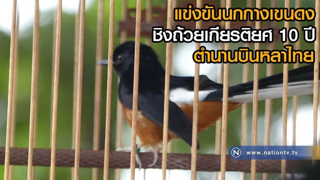 แข่งขันนกกางเขนดงการกุศลชิงถ้วยเกียรติยศ 10 ปี ตำนานบินหลาไทย(มีคลิป)