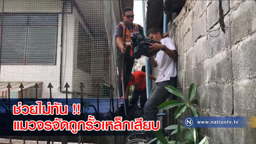 ช่วยไม่ทัน !! แมวจรจัดถูกรั้วเหล็กเสียบ สุดท้ายตายก่อนส่ง รพ. ช่วยไม่ทัน !! แมวจรจัดถูกรั้วเหล็กเสียบ สุดท้ายตายก่อนส่ง รพ.