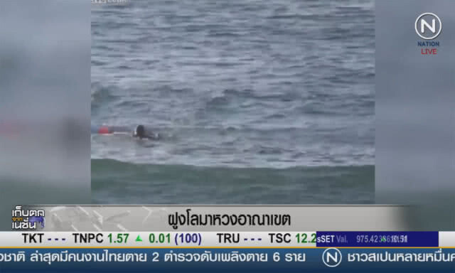 (คลิปข่าว) ฝูงโลมาหวงอาณาเขต