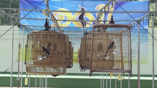 แข่งขันนกกางเขนดงการกุศลชิงถ้วยเกียรติยศ 10 ปี ตำนานบินหลาไทย(มีคลิป)