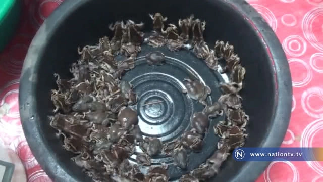 ชาวบ้านแห่จับอึ่งขายสร้างรายได้เมนูเปิบพิสดาร