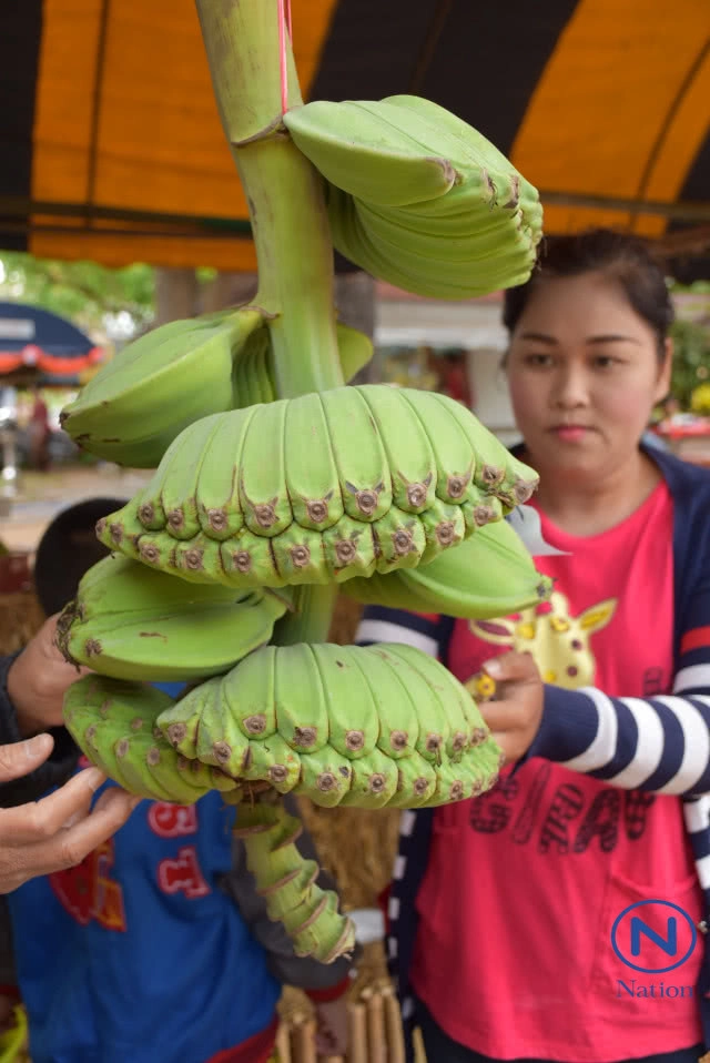 ชาวบ้านแห่ดู "กล้วยพนมมือ" พันธุ์หายาก