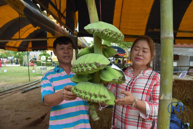 ชาวบ้านแห่ดู "กล้วยพนมมือ" พันธุ์หายาก
