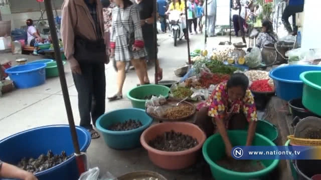 ชาวบ้านแห่จับอึ่งขายสร้างรายได้เมนูเปิบพิสดาร