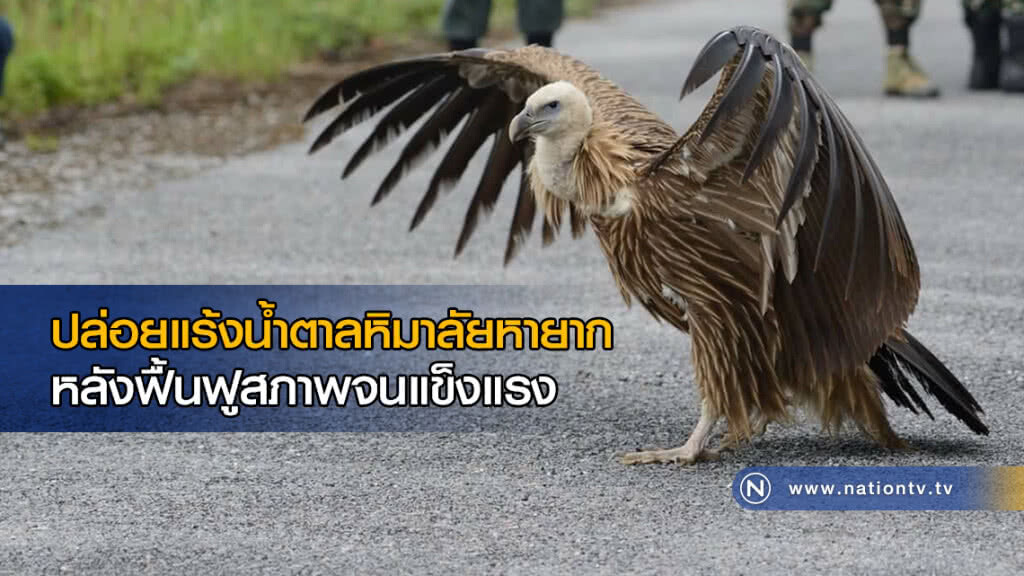 ปล่อยแร้งน้ำตาลหิมาลัยหายาก ปี 2 หลังฟื้นฟูสภาพจนแข็งแรง ปล่อยแร้งน้ำตาลหิมาลัยหายาก ปี 2 หลังฟื้นฟูสภาพจนแข็งแรง