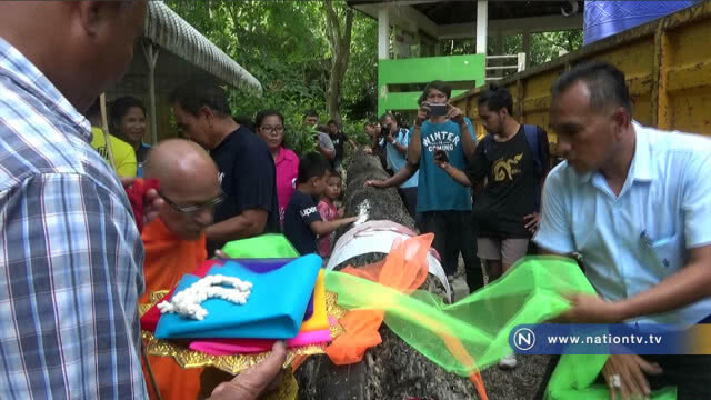 ชาวบ้านแห่ขอเลขเด็ด !! ไม้ตะเคียนอายุกว่า 400 ปี
