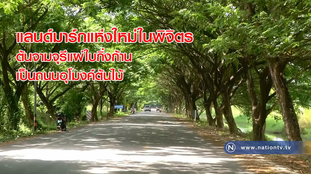 แลนด์มาร์กแห่งใหม่ในพิจิตร ต้นจามจุรีแผ่ใบกิ่งก้านเป็นถนนอุโมงค์ต้นไม้