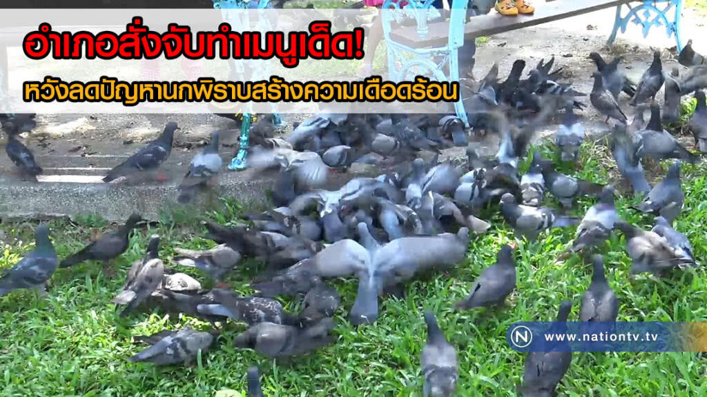 อำเภอสั่งจับนกพิราบทำเมนูเด็ด! หวังลดปัญหานกพิราบสร้างความเดือดร้อน อำเภอสั่งจับนกพิราบทำเมนูเด็ด! หวังลดปัญหานกพิราบสร้างความเดือดร้อน