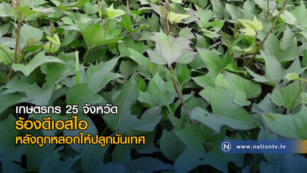 เกษตรกร 25 จังหวัด ร้องดีเอสไอ หลังถูกหลอกให้ปลูกมันเทศ